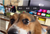 iPhone 14Dΰl(f)͵΢ţ